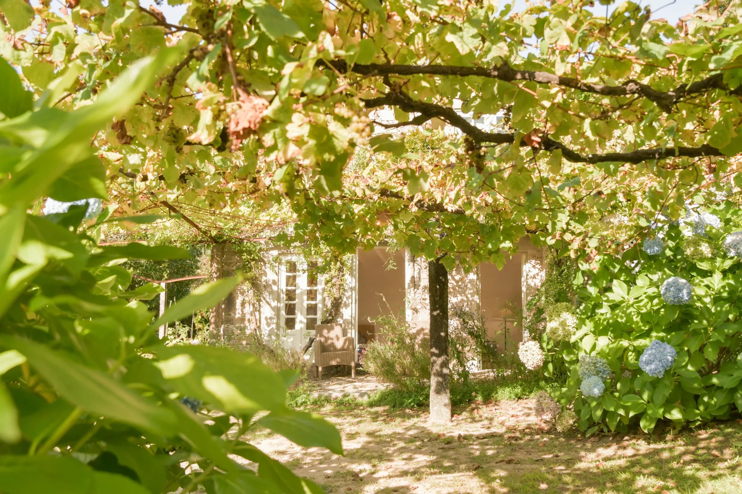 The Hortensia cottage — the garden path beneath flowering trees