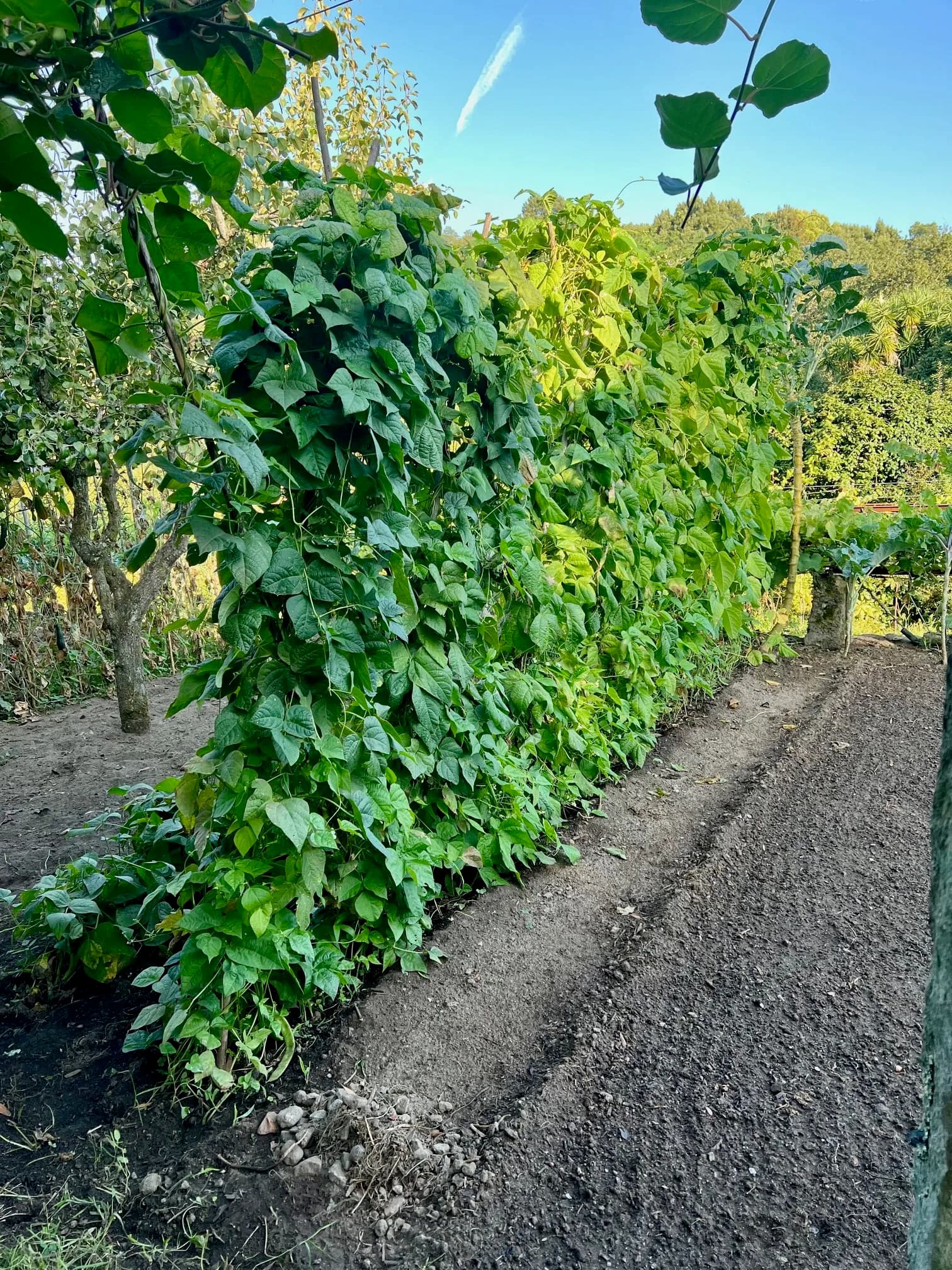 Rows of climbing beans in the walled kitchen garden
