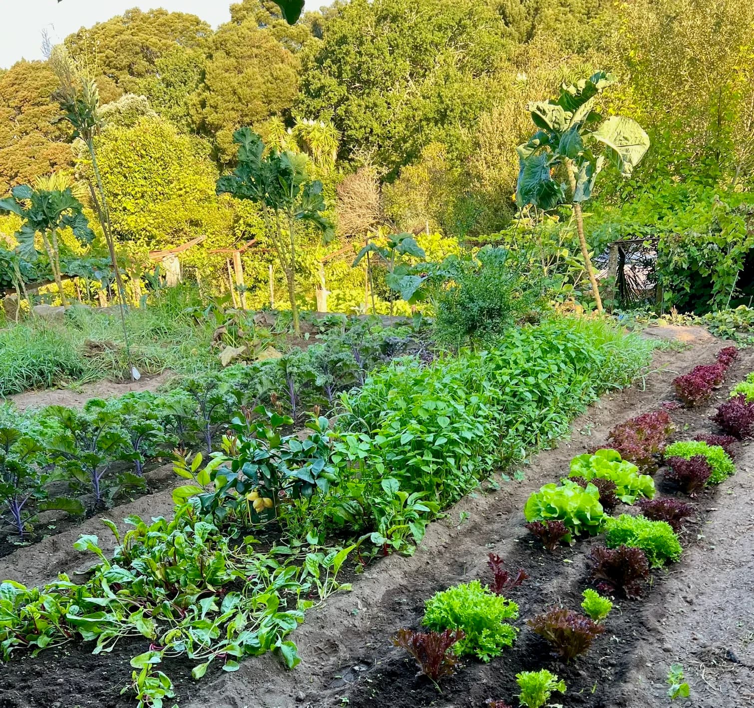 Mixed vegetable beds in the horta — kale, chard, lettuce and herbs