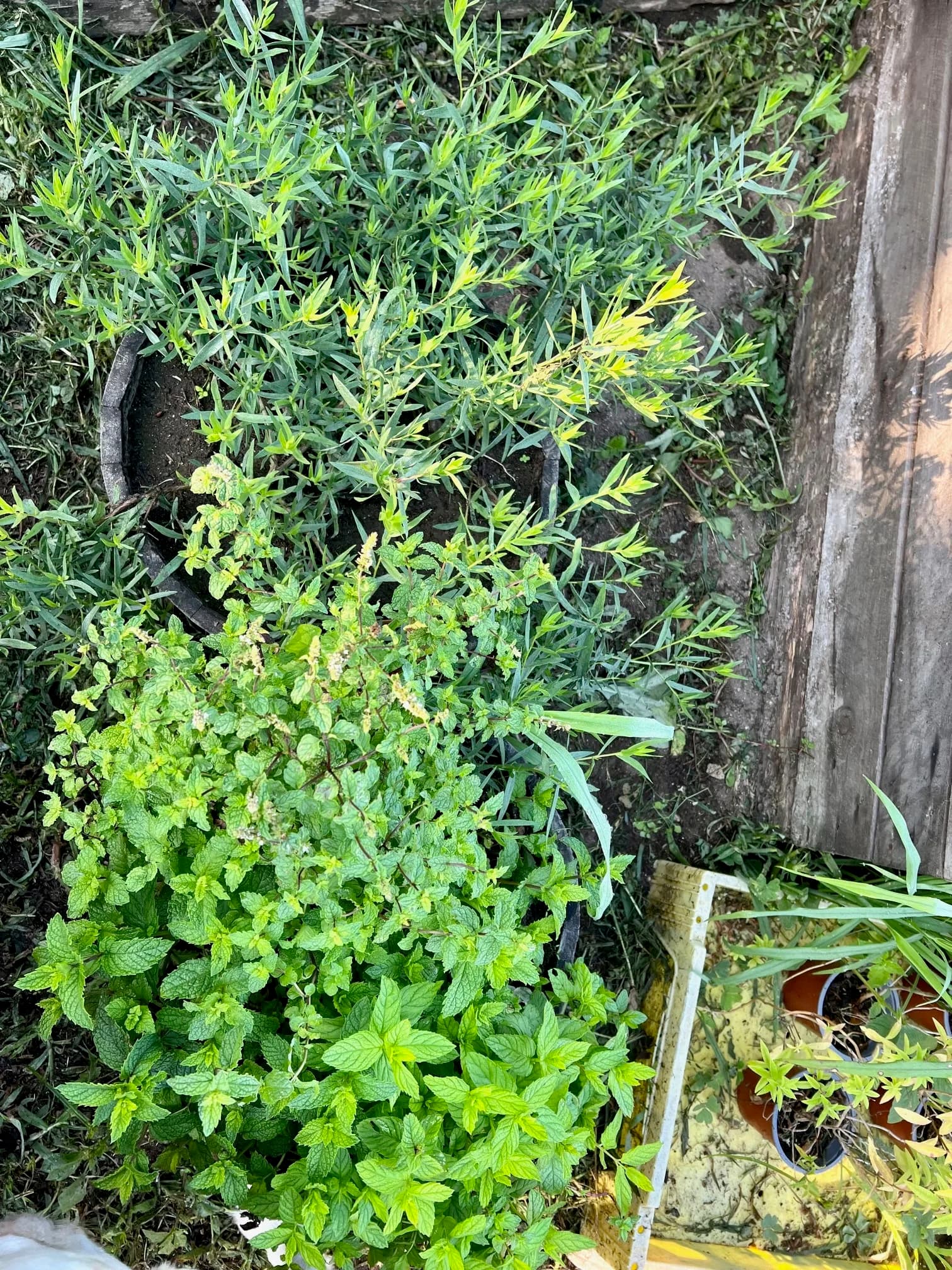 Potted mint and herbs at the edge of the kitchen garden