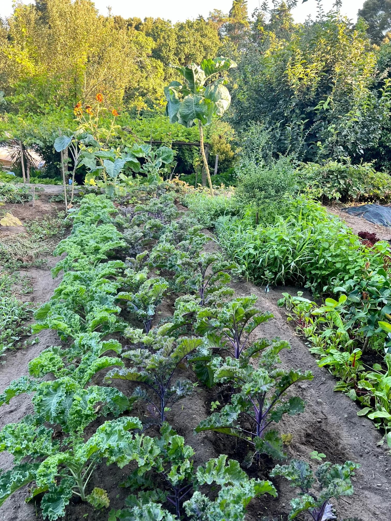 Rows of kale in the horta, orchard trees beyond