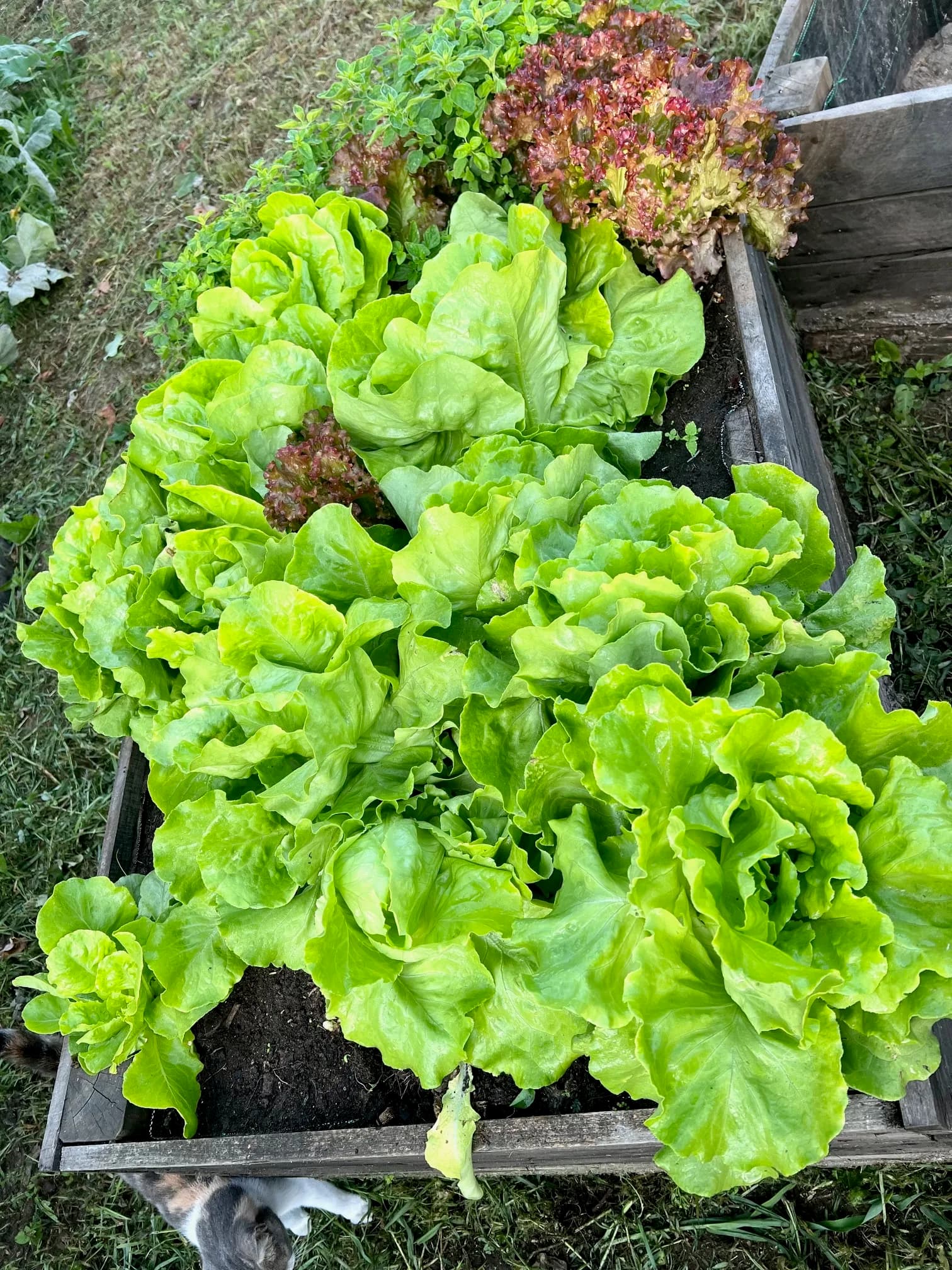 A crate freshly picked with lettuce from the horta