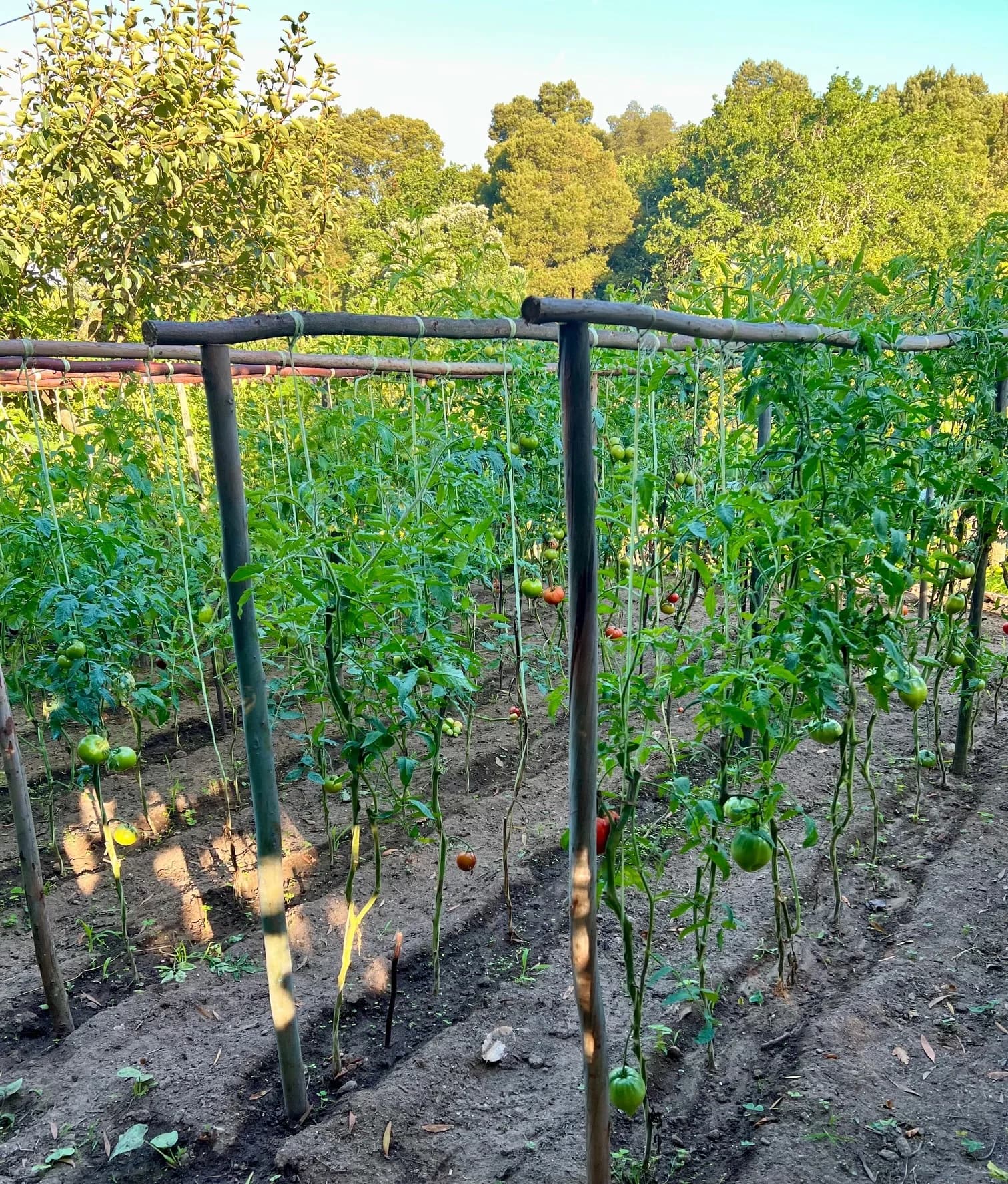 Staked tomato plants ripening in the horta