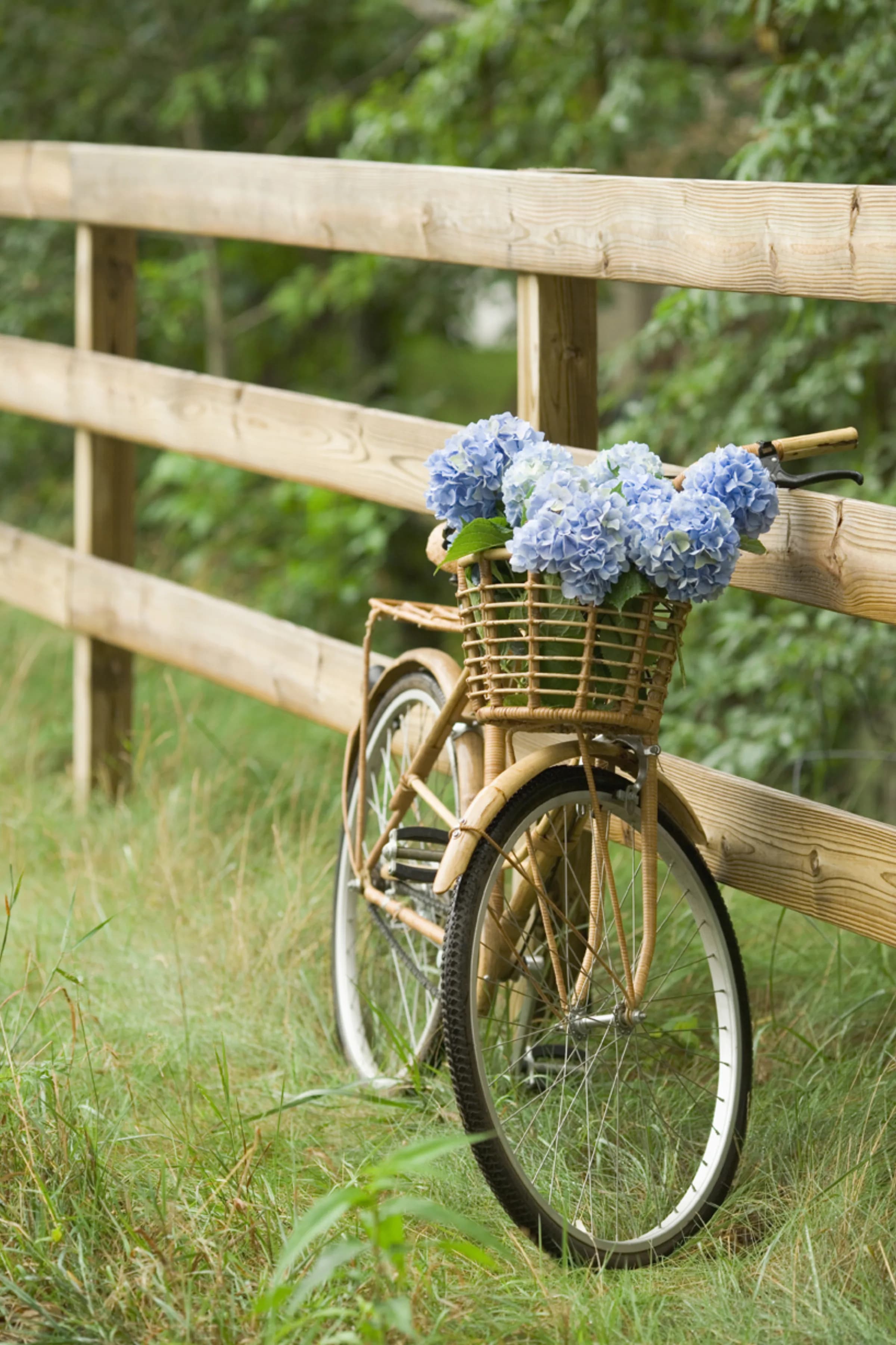 A bicycle with a basket of hydrangeas, ready for a ride through the Minho countryside