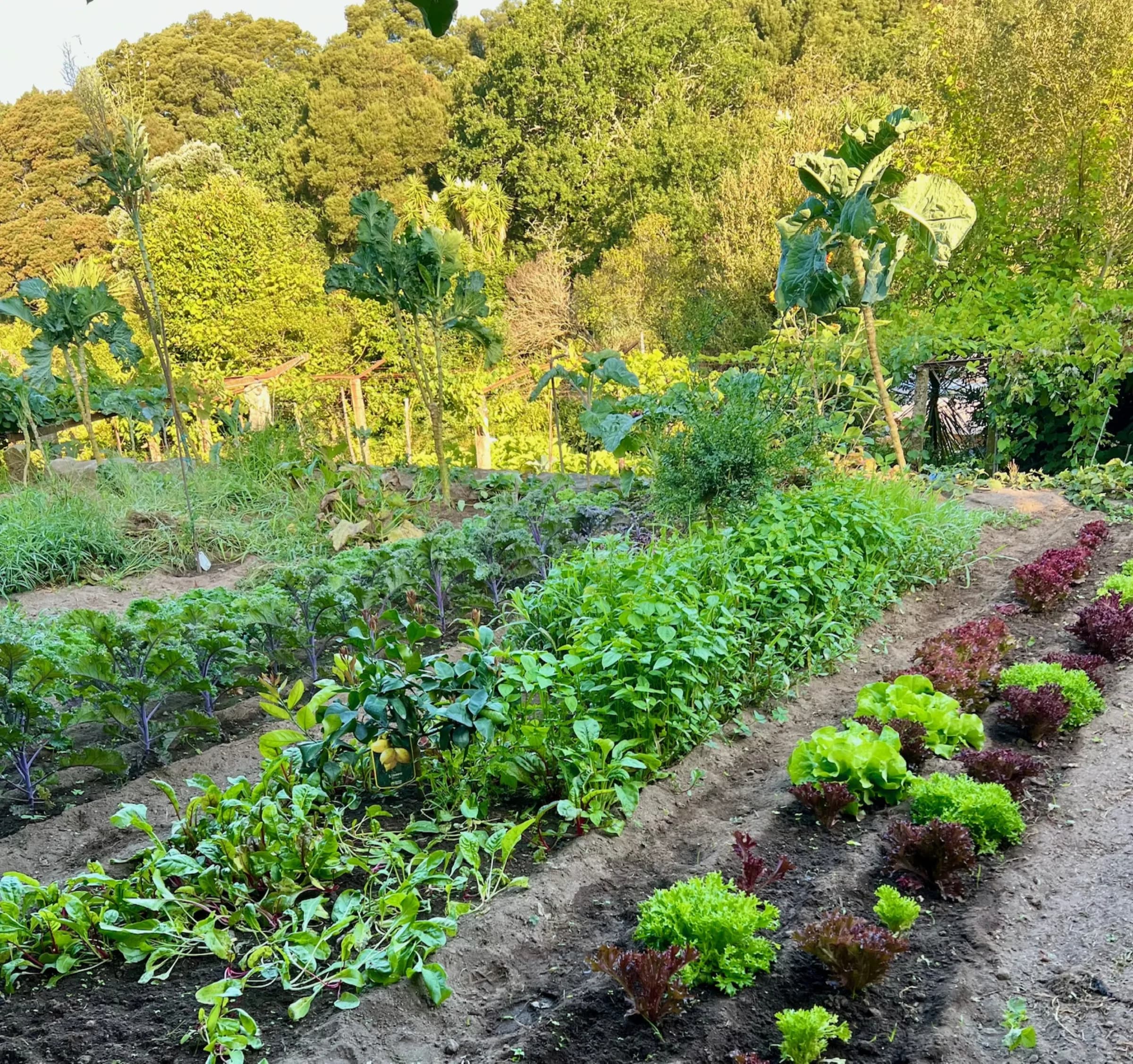 A morning in the kitchen garden, tending rows of vegetables