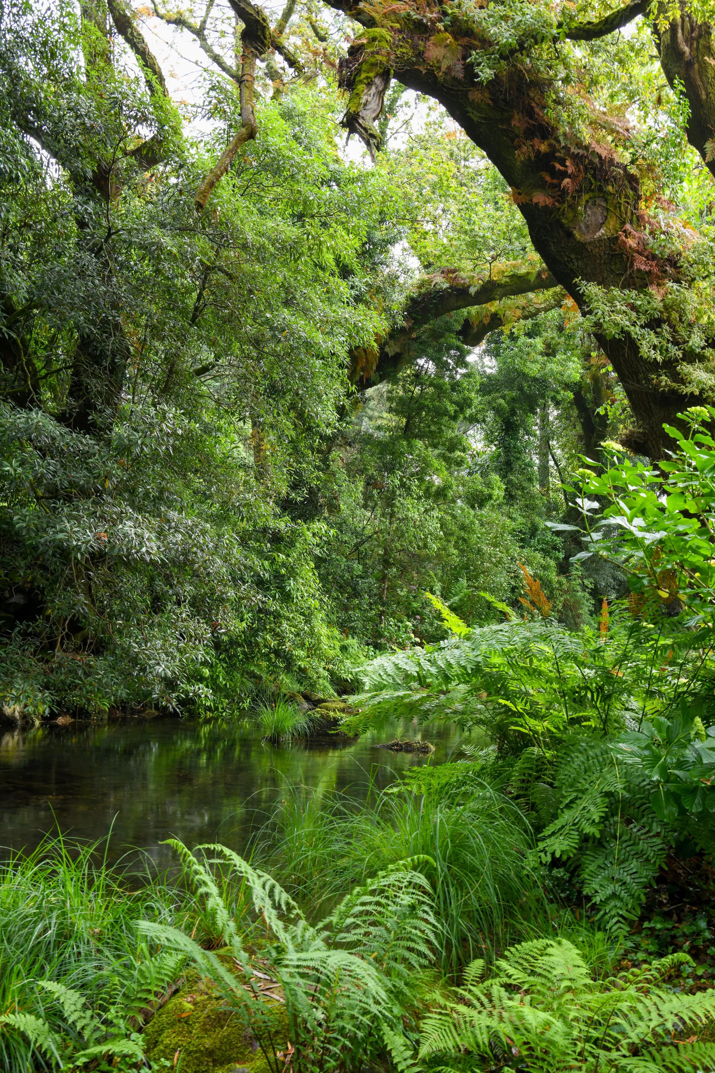 La rivière aux eaux claires, entre fougères et arbres anciens du domaine